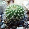 Sulcorebutia _glomeriseta_ MC4399 _01